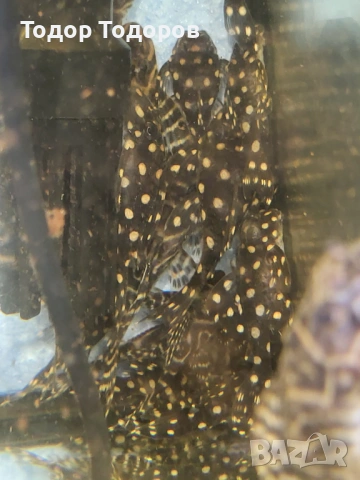 L201 контраденс, снимка 7 - Рибки - 53702031