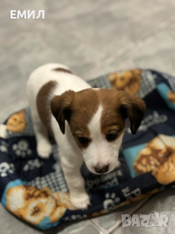 Джак ръсел , снимка 2 - Джак ръсел териер - 52965436