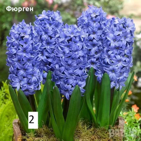 Луковици на зюмбюл – 7 различни вида