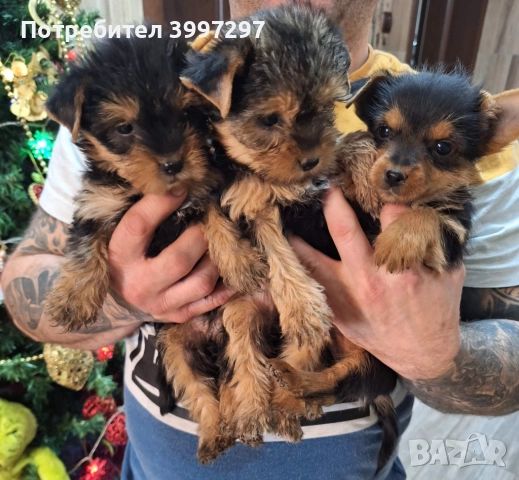 Две женски и едно мъжко с ваксина и обезпаразитени многократно , снимка 5 - Йоркширски териер - 52650860