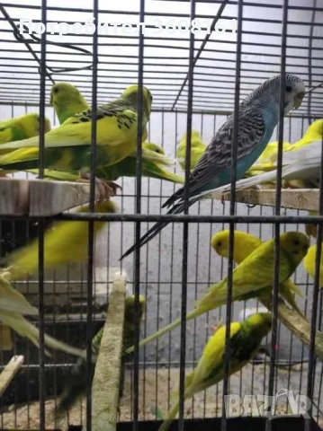 Вълнисти папагали, снимка 2 - Папагали - 50740489