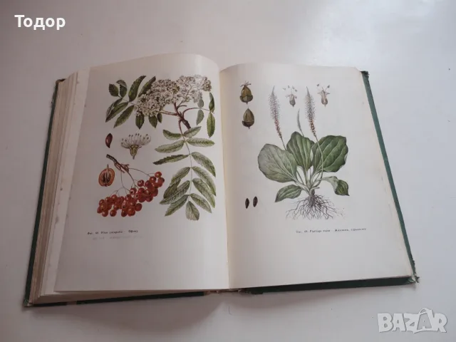 Книга Фитотерапия Лечение с Билки Йорданов 1966, снимка 8 - Специализирана литература - 56241353
