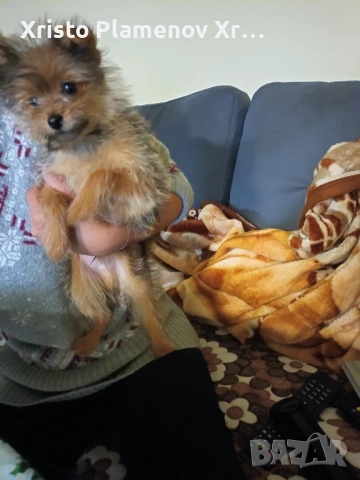 Мъжко куче юрки, снимка 2 - Други - 53571478