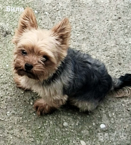Йорки за разплод , снимка 3 - Йоркширски териер - 51864615