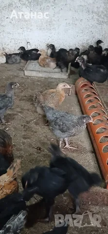 Селски пилета на 1 и на 2 месеца. , снимка 2 - Кокошки и пуйки - 55942919