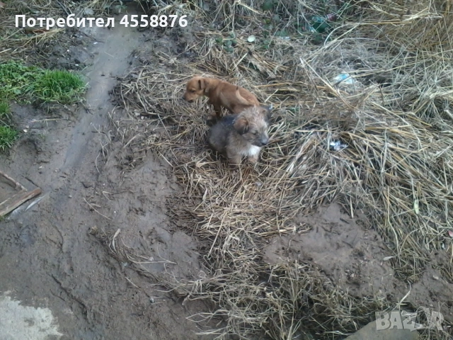 продавам дак ръсел, снимка 4 - Джак ръсел териер - 53404443