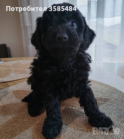 Mini poodle/Мини пудел , снимка 6 - Пудели - 53463482
