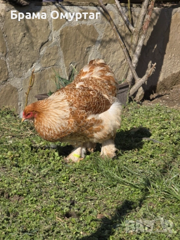 Продавам разплодни яйца от Златно дантелен брама [Buff laced Brahma], снимка 8 - Кокошки и пуйки - 53811364