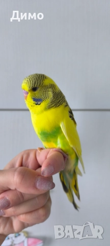 Изложбено вълнисто бебе, снимка 5 - Папагали - 52685376