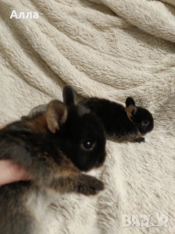 Холандско джуджета , снимка 5 - Декоративни зайчета - 52554621