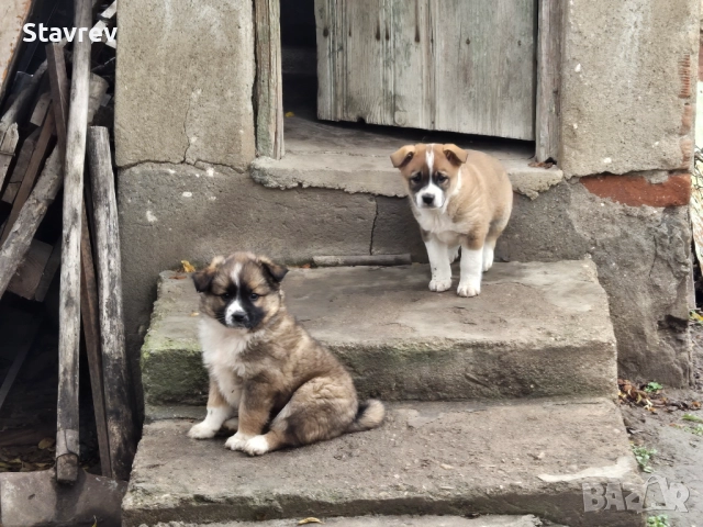 Кученца, снимка 4 - Други - 52561457