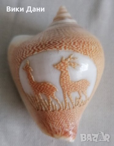 ретро гравирана раковина Африка