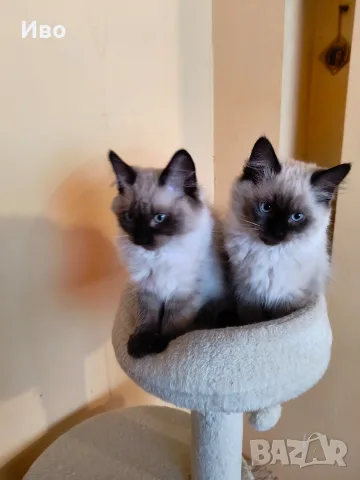 Котета Регдол / Ragdoll, снимка 2 - Други - 55792070