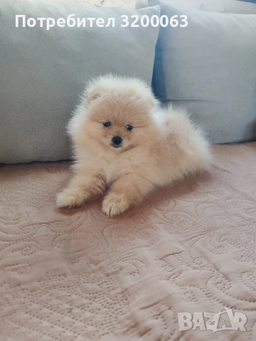 Померан мини шпиц , снимка 2 - Померан - 52815608