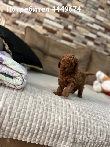 Мини пудел, снимка 4 - Пудели - 52840743