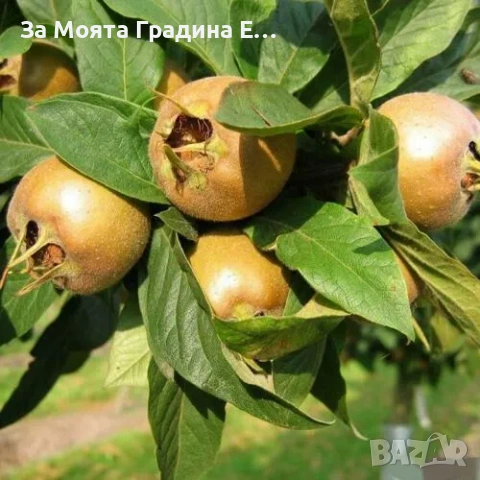 Мушмула , снимка 3 - Градински цветя и растения - 53620551