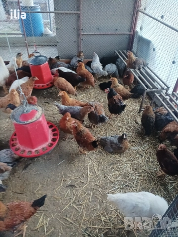 продавам , снимка 3 - Кокошки и пуйки - 52948612