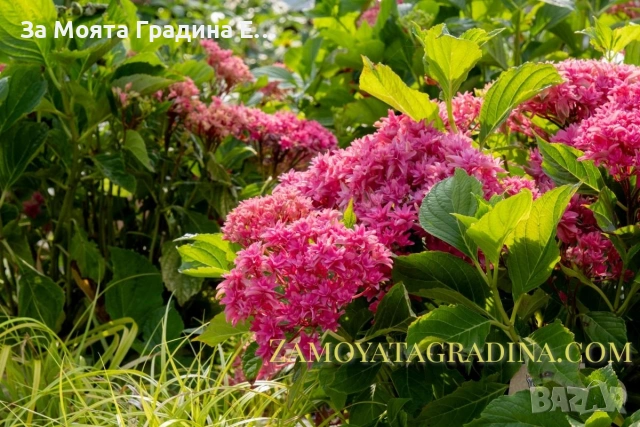 Хортензия - Принцеса Даяна