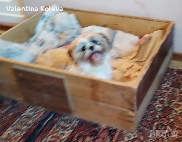 Малки кученца порода Ши Тцу , снимка 6 - Ши Тцу - 52838430