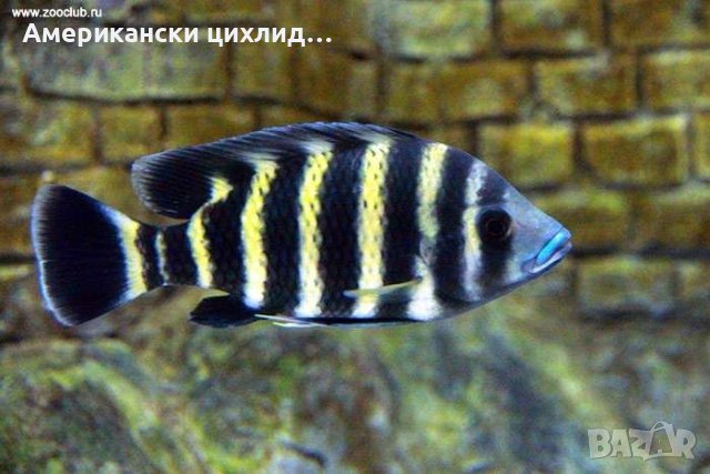 Зебровидна тилапия в Рибки в гр. София - ID42656808 — Bazar.bg