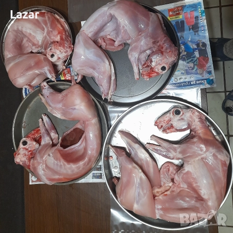 Продавам зайци, снимка 6 - Други - 52716723