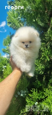 померанче, снимка 13 - Померан - 51188810