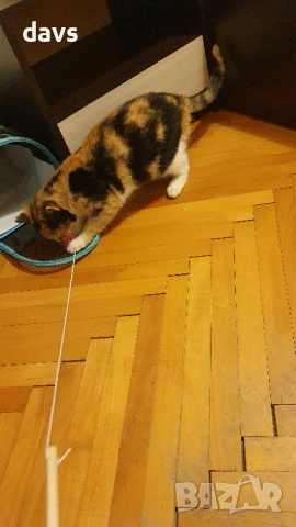 Приемен / постоянен Дом за трицветна принцеса, снимка 4 - Други - 53331402