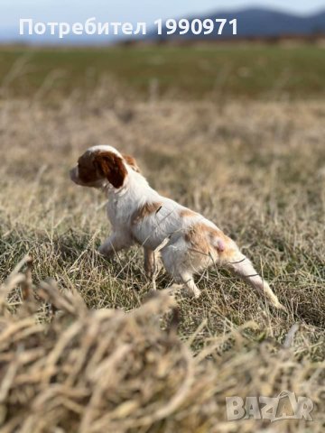 Кученца порода бретон шпаньол на 2 мес., снимка 5 - Други - 44217628