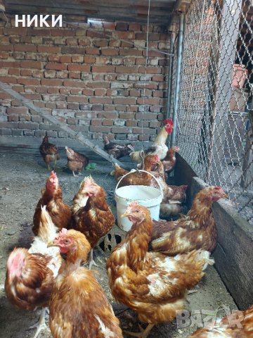 Продавам петли и кокошки носачки  ломан браун, снимка 9 - Кокошки и пуйки - 41755492