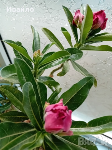 Адениум - Пустинна роза, снимка 7 - Стайни растения - 33928441