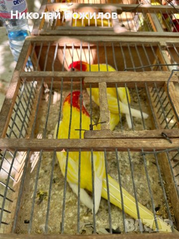 Продавам папагали розели - Лутино , снимка 1 - Папагали - 42199195