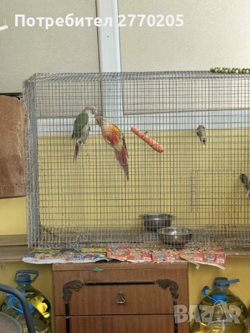 Продавам двойка перури, снимка 2 - Папагали - 53161270