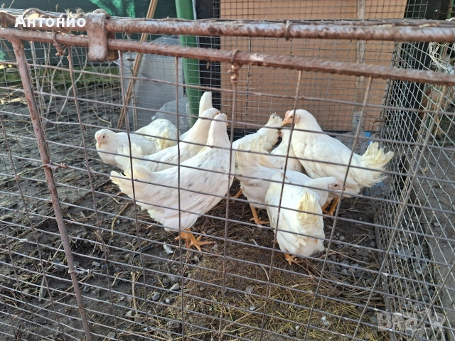 Ярки , бял лекхорни ,червени и селски 