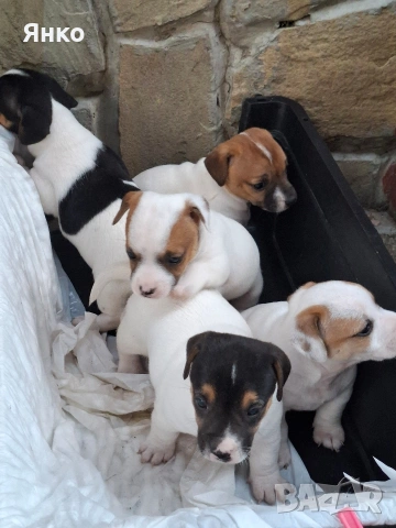 Джак-Ръсел териер, снимка 2 - Джак ръсел териер - 53396443