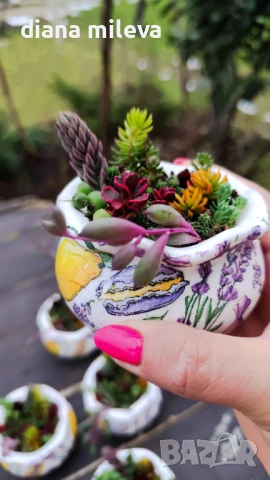 Гърнета аранжирани със сукуленти!