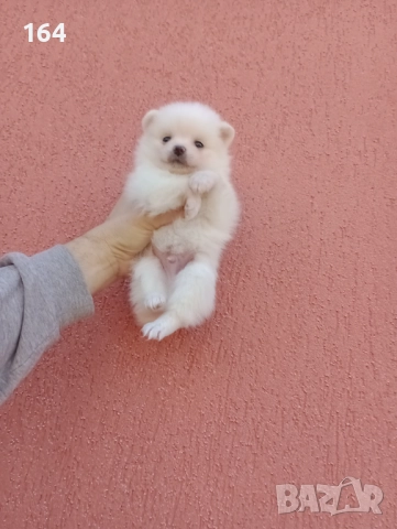Бяло момченце. Померан. , снимка 4 - Померан - 52943543