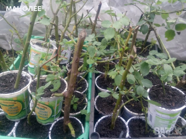 🌹🌹🎁🌹Катерлива роза - червена🌹🌹🌹🎁🎁, снимка 3 - Градински цветя и растения - 53057170