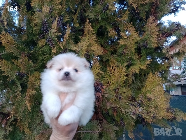 Женско Померанче.  Реални снимки от 15.02.26 г.  