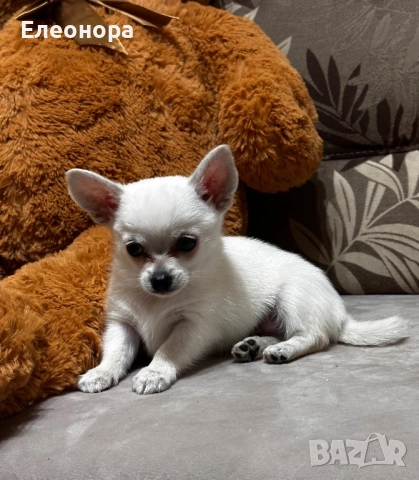 Топ Мини Мъжко Чихуахуа, снимка 2 - Чихуахуа - 52619003