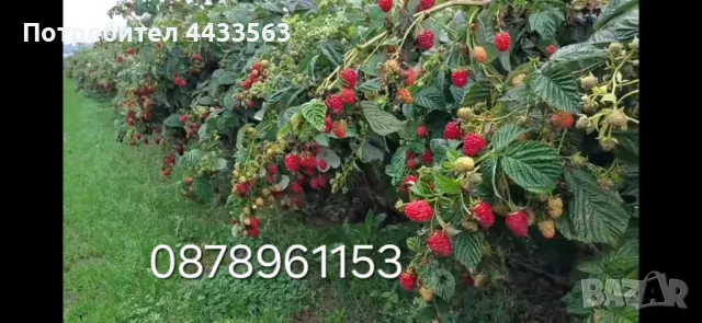 Расдас ягоди , снимка 10 - Разсади - 49802443