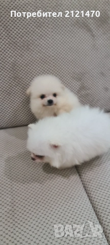 Мини пумерани две момченца на 3 месеца., снимка 5 - Померан - 51991733