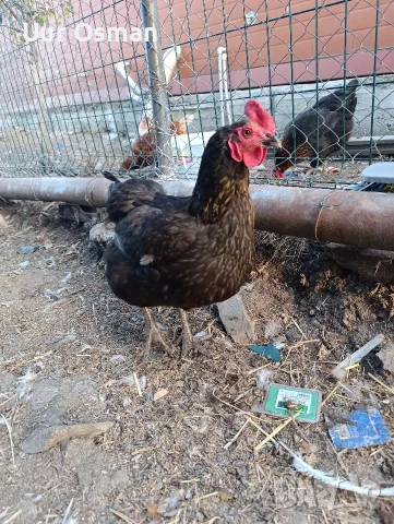 Продавам млади кокошки, снимка 6 - За селскостопански - 56399003