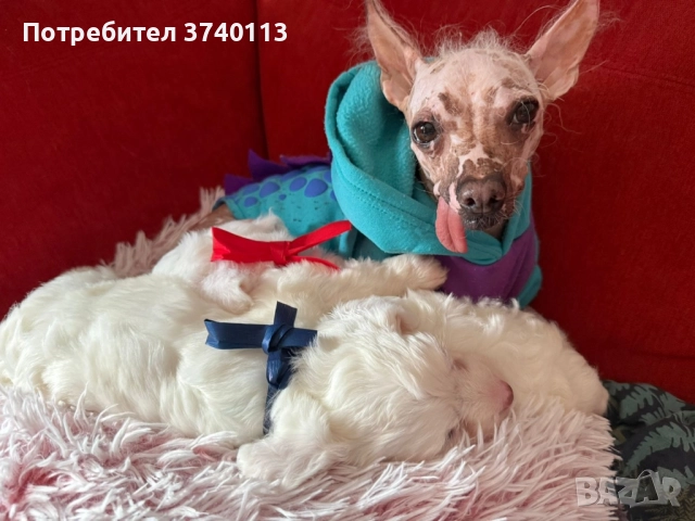 Китайско качулато куче (голо), снимка 5 - Други - 52849634