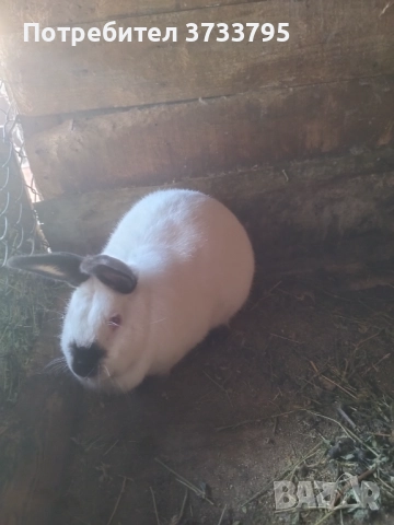 Калифорнийка, снимка 2 - Други - 52656205