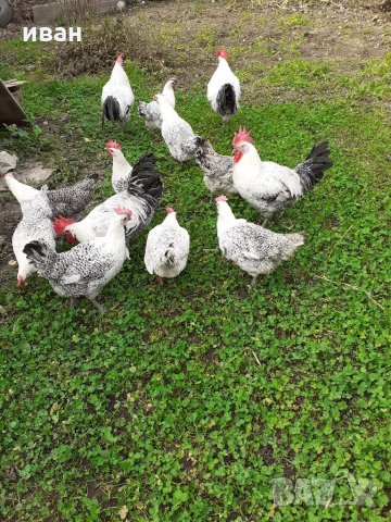 СРЕБЪРНО БРЕЗЕ -РАЗПЛОДНИ ЯЙЦА, снимка 8 - Кокошки и пуйки - 35769991