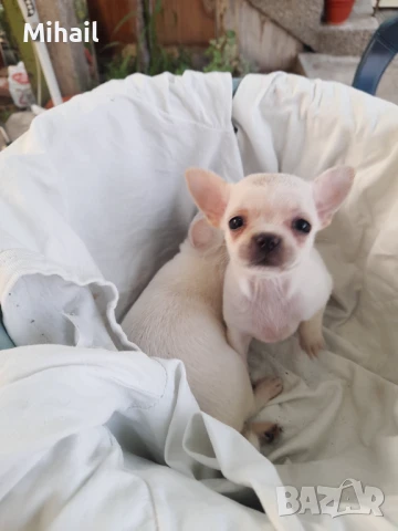 Продавам чихуахуа, снимка 9 - Чихуахуа - 51161252