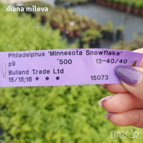 Филаделфус или още Булченски венец, Philadelphus Minnesota Snowflake, снимка 6 - Градински цветя и растения - 40394475
