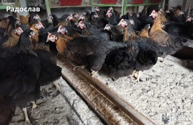 Ярки Супер Харко за яйца и месо , снимка 4 - други­ - 53651148