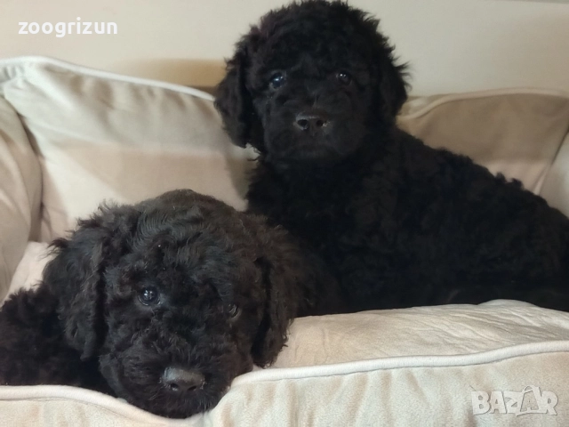 Малки кавапу пудели, снимка 6 - Пудели - 51641128