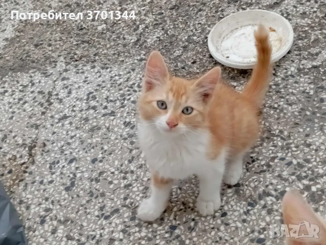 подарявам котенце , снимка 1